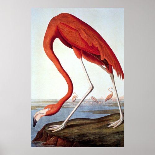 American Flamingo _ Wildlife by John Audubon Poster