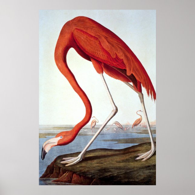 American Flamingo - Wildlife by John Audubon Poster (Front)