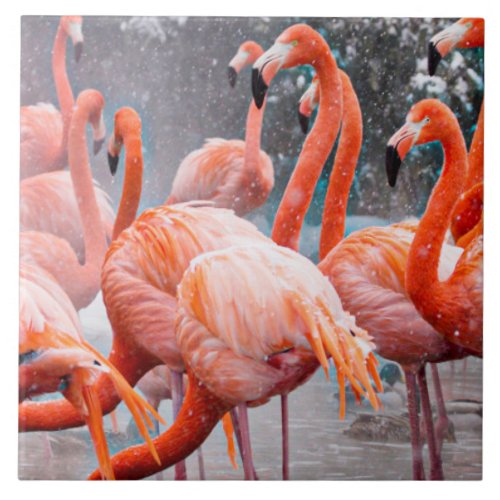 American Flamingos photograph Ceramic Tile