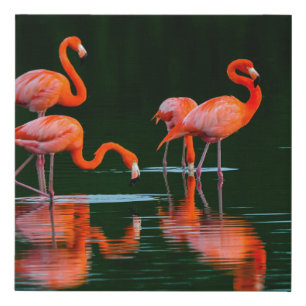 American flamingos with Reflections Resting and Fo Faux Canvas Print