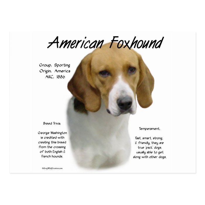 American Foxhound History Design Postcard