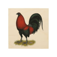 American Game BB Black Red Rooster