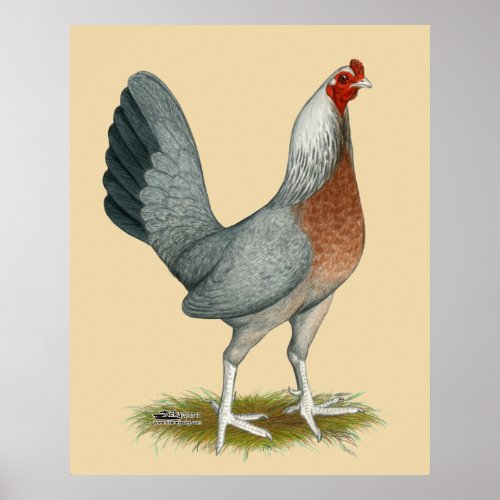 American Game Hen Silver Blue Poster