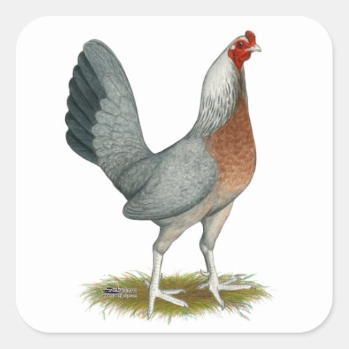 American Game Hen Silver Blue Square Sticker