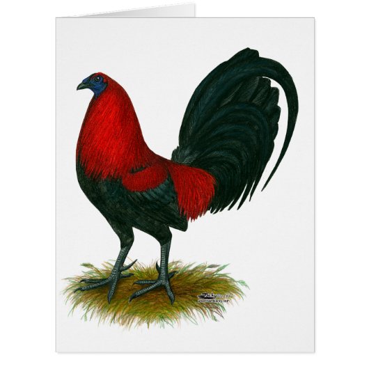 American Gamecock: Brown Red Cards (Front)