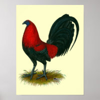 American Gamecock: Brown Red