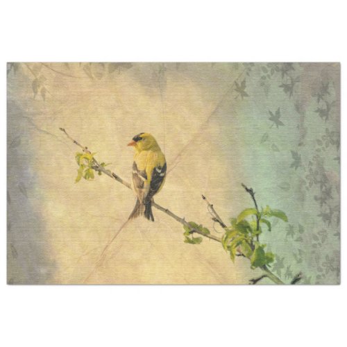 American Gold Finch Bird on Branch Tissue Paper