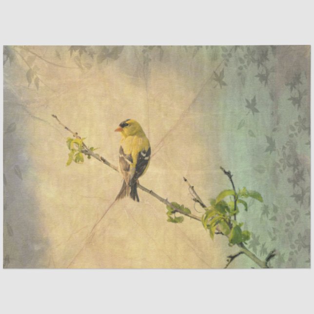American Gold Finch Bird on Branch Tissue Paper (Front)