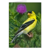 American Goldfinch (Front)