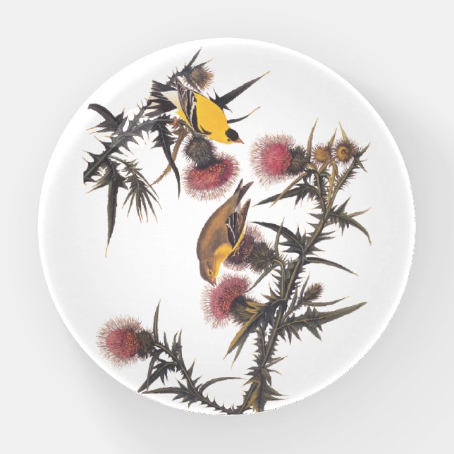 American Goldfinch Audubon Birds of America Paperweight (Front)