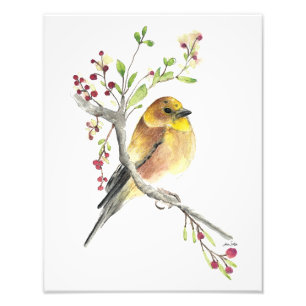 American Goldfinch Bird Watercolor Photo Print