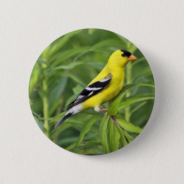 American Goldfinch Button (Front)