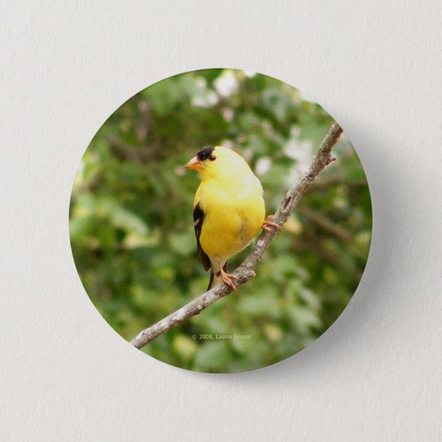 American Goldfinch Button (Front)