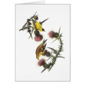 American Goldfinch by Audubon (Front)