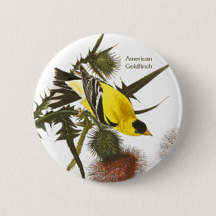 American Goldfinch by John James Audubon, Bird Button