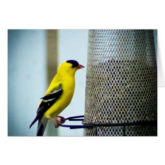 American Goldfinch Card