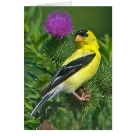 American Goldfinch Cards (Front)