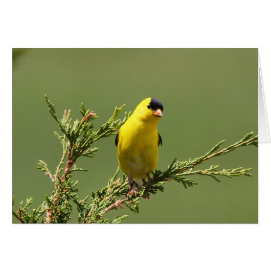 American Goldfinch Cards (Front Horizontal)
