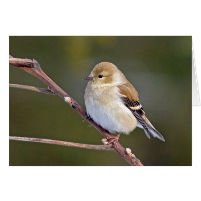 American Goldfinch Cards (Front Horizontal)