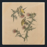 American Goldfinch from Audubon's Birds of America Stone Coaster<br><div class="desc">Plate 33 American Goldfinch (Spinus tristis) from The Birds of America by John James Audubon. This image was scanned at very high resolution directly from the original book, The Birds of America by naturalist and painter John James Audubon (published in sections between 1827 and 1838 as a series). It has...</div>