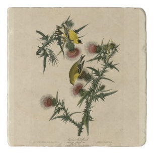 American Goldfinch from Audubon's Birds of America Trivet