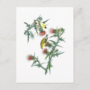 American Goldfinch John Audubon Birds of America Postcard