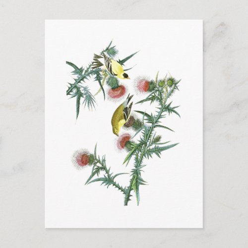 American Goldfinch John Audubon Birds of America Postcard