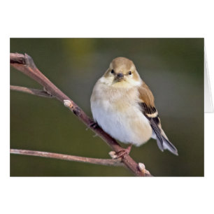 American Goldfinch Looking At You Cards