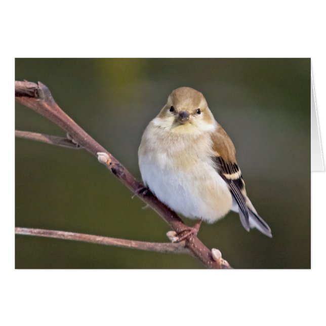 American Goldfinch Looking At You Cards (Front Horizontal)