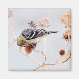 American Goldfinch Magnet