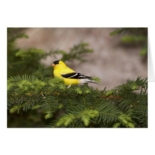 American Goldfinch male in a tree (Front Horizontal)