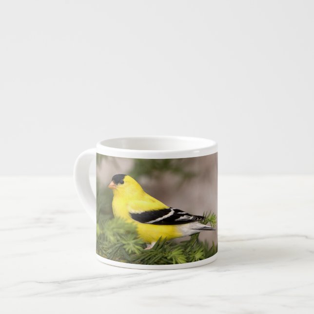 American Goldfinch male in a tree Espresso Cup (Front Left)