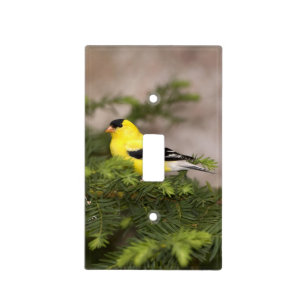 American Goldfinch male in a tree Light Switch Cover