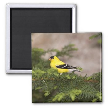 American Goldfinch Male In A Tree Magnet by theworldofanimals at Zazzle