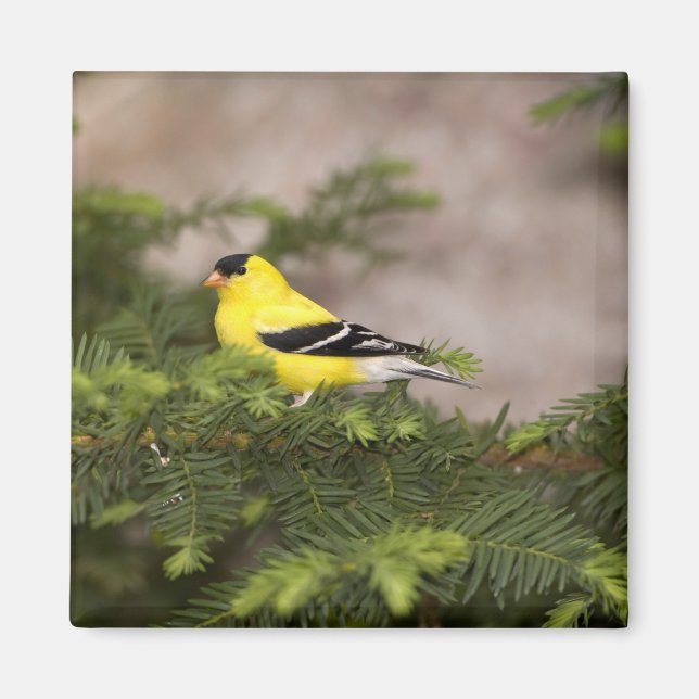 American Goldfinch male in a tree Magnet (Front)