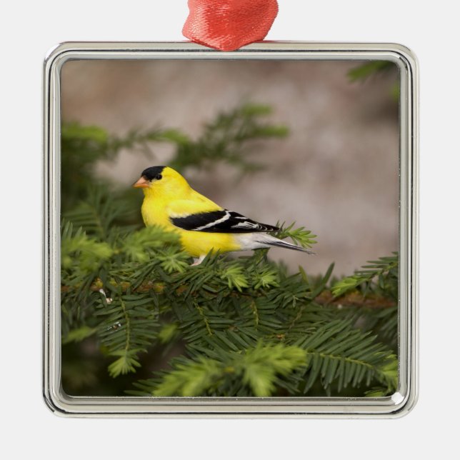 American Goldfinch male in a tree Metal Ornament (Front)
