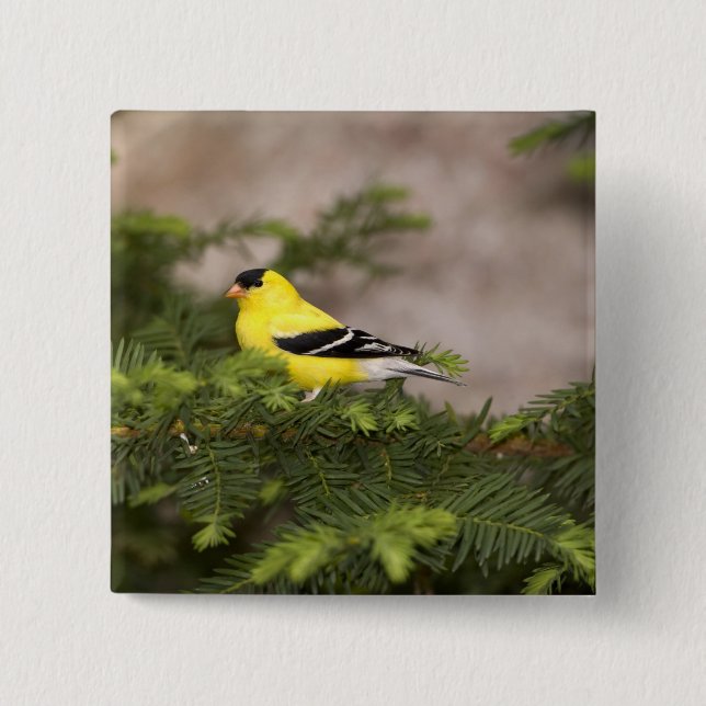 American Goldfinch male in a tree Pinback Button (Front)