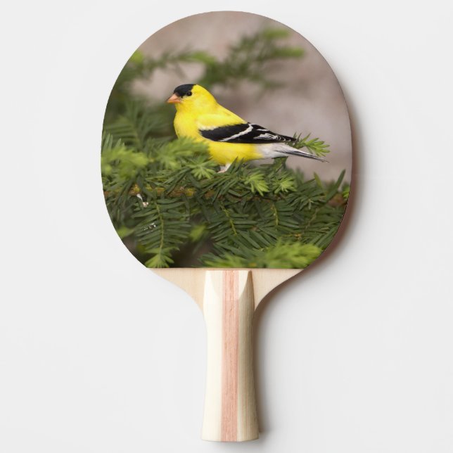American Goldfinch male in a tree Ping-Pong Paddle (Front)