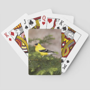 American Goldfinch male in a tree Poker Cards