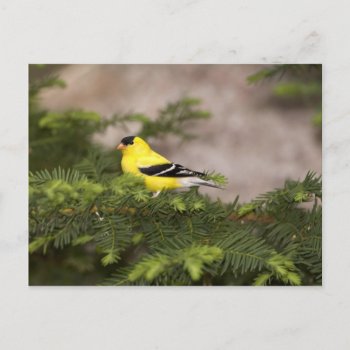 American Goldfinch Male In A Tree Postcard by theworldofanimals at Zazzle