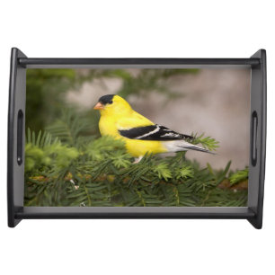 American Goldfinch male in a tree Serving Tray