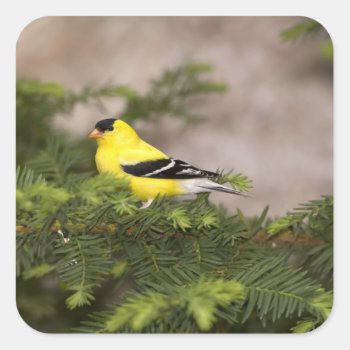 American Goldfinch Male In A Tree Square Sticker by theworldofanimals at Zazzle
