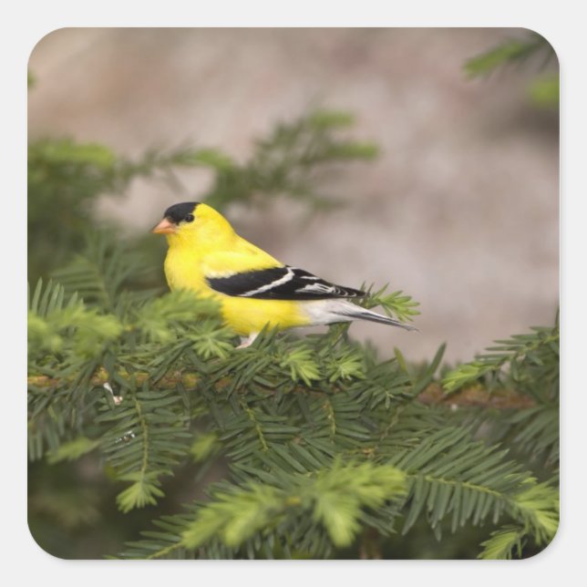American Goldfinch male in a tree Square Sticker (Front)