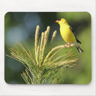 American Goldfinch on Mouse Pad