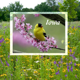 American Goldfinch on Redbud Tree, Iowa State Bird Postcard