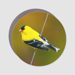 American Goldfinch - Original Photograph Car Magnet