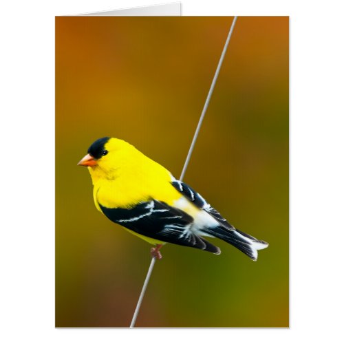 American Goldfinch _ Original Photograph Card