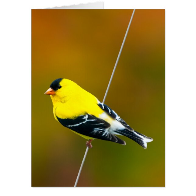 American Goldfinch - Original Photograph Card (Front)