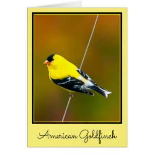 American Goldfinch - Original Photograph Cards