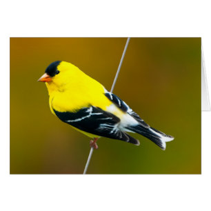 American Goldfinch - Original Photograph Cards